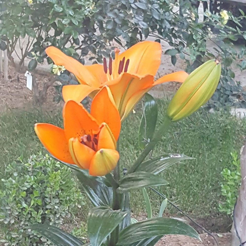 Meet your Posher, Susana